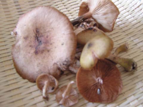 �i���u�T�^�P