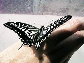 ��̂�A�Q�n