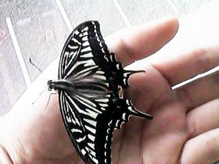 ��̂�A�Q�n