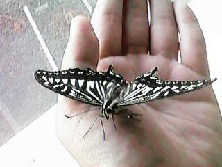 ��̂�A�Q�n