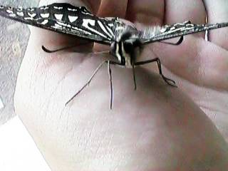 ��̂�A�Q�n