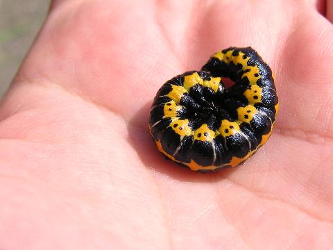 �z�\�o�Z�_�J���N���̗c��