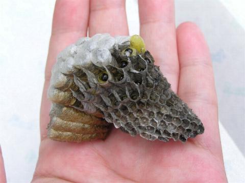 �R�A�V�i�K�o�`�̑��i�����j