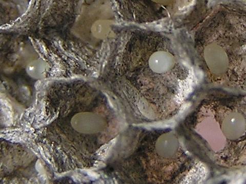 ���̕���