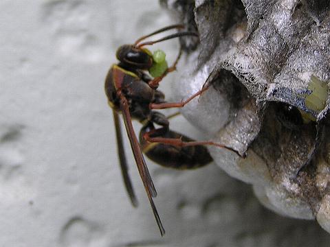 �c���̐��b�����铭���o�`