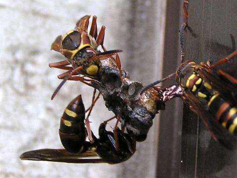 �����ĊJ�H