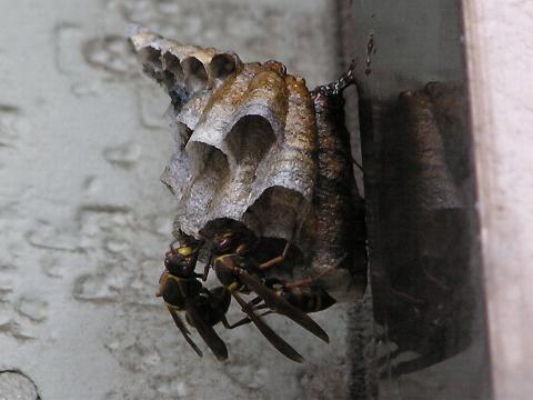 �����ĊJ�H