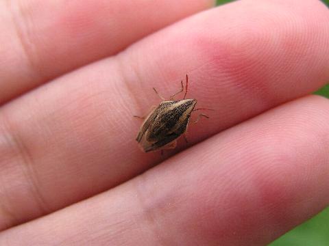 �傫���͂��̂��炢