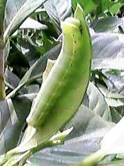 �Q�`�R��̂��q�����