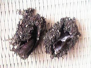 匂̔����k�ƁA�y�̖�