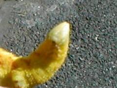 ���O�p�̊�