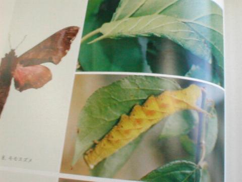 原色日本蛾類幼虫図鑑