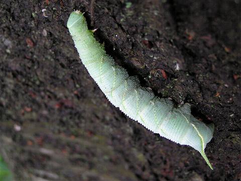 �����X�Y���̗ΐF��