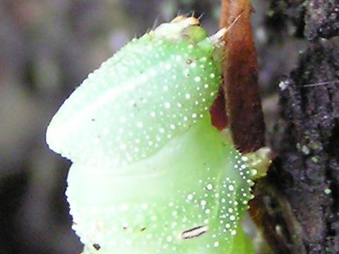 �����X�Y���̊�