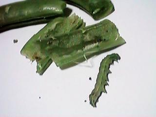 �g����݂��͂��ꂽ����ǂ����Y