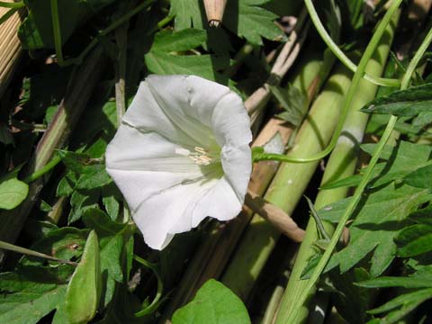 ���Ԃ̃R�q���K�I