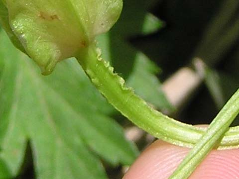 �R�q���K�I�̌�������