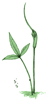 �J���X�r�V���N