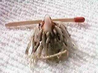 �J���X�r�V���N�̉�s���̂Q