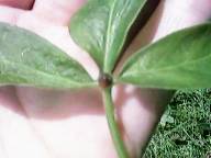 �t���ς̃��J�S