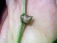 �t���̃��J�S