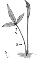 ���J�S�̈ʒu