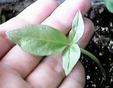 �J���X�r�V���N�̗t