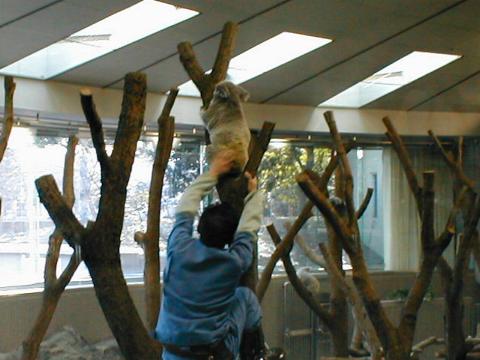 �R�A�������V���[�i�V���[����Ȃ����āj